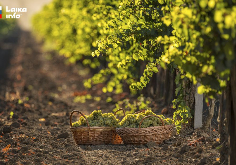 &laquo;ФАНАГОРИЯ&raquo; ПЛАНИРУЕТ СОБРАТЬ ОКОЛО 32 ТЫСЯЧ ТОНН ВИНОГРАДА