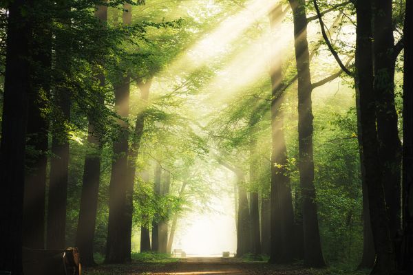 Когда убили человека и когда извергался вулкан: что дендрохронологи могут прочитать по кольцам деревьев