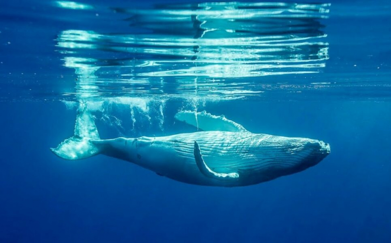 Паутина кровеносных сосудов защищает мозг китов во время плавания