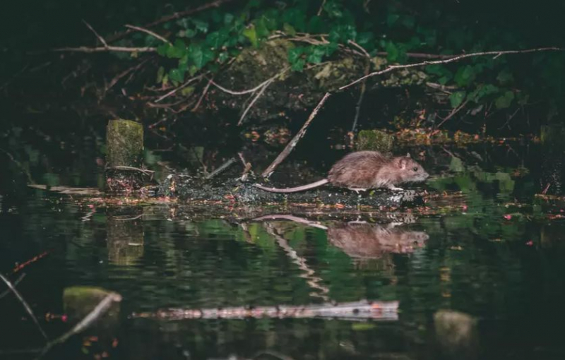 Ученые открыли новый "закон природы" связанный с мышами