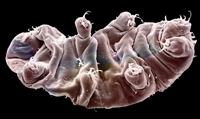 Ученые выяснили, как крошечным тихоходкам удается десятилетиями обходиться без воды 