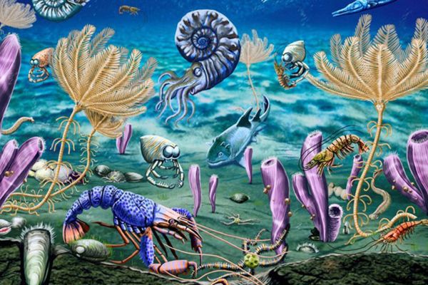 Биохимики выяснили, как колебания уровня кислорода повлияли на эволюцию животных