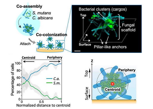 Биологи обнаружили, что вызывающие кариес микробы «катаются» по зубам на грибках