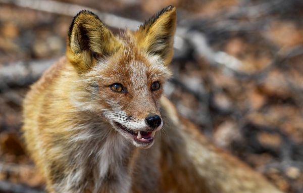 Как вирус бешенства убивает, почти не оставляя следов?