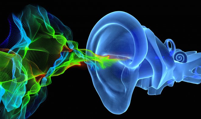 Прорыв в нейробиологии: ученые раскрыли механизм превращения вибраций в звук
