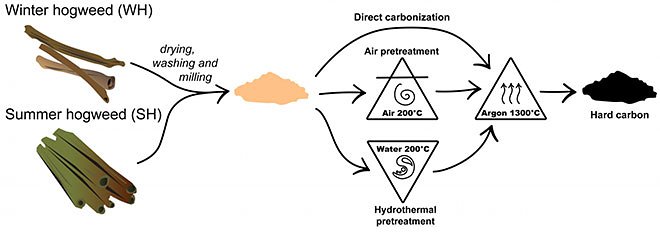 Специалисты &laquo;Сколтеха&raquo; и МГУ сделают из борщевика аноды для аккумуляторов 