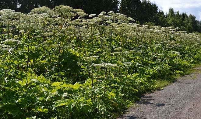 Специалисты &laquo;Сколтеха&raquo; и МГУ сделают из борщевика аноды для аккумуляторов 