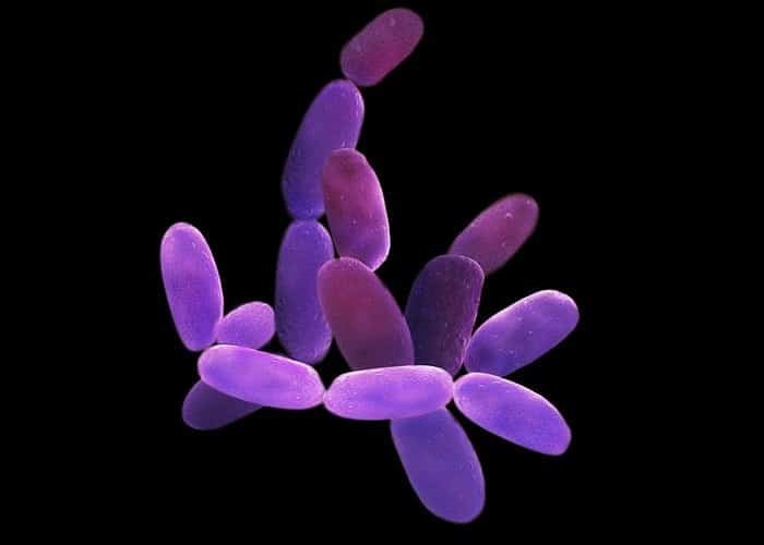 Суперклетки поглощают чужие гены и заставляют их работать себе на благо