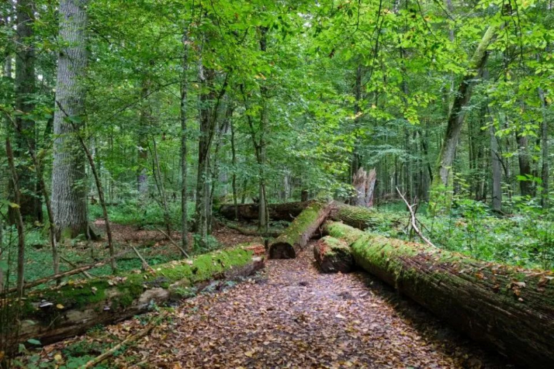 Таинственные сооружения обнаружены радаром в Беловежской пуще