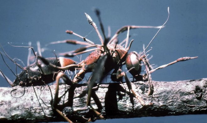 Ученые научились выращивать лекарственные &laquo;зомби-грибы&raquo; в лабораторных условиях 