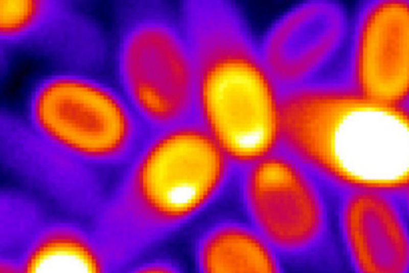 Ученые обнаружили неожиданную активность в &laquo;мертвых&raquo; бактериях