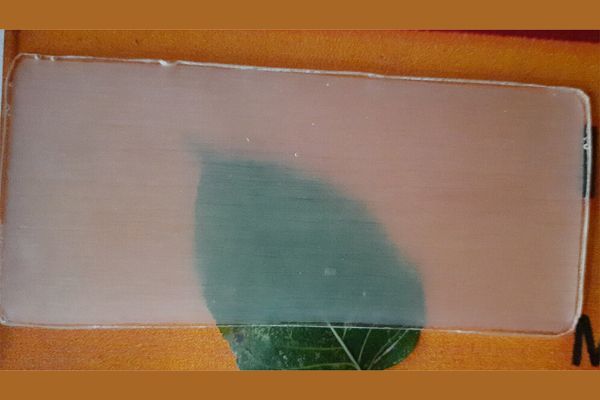 Ученые предложили использовать экологичную прозрачную древесину вместо пластика