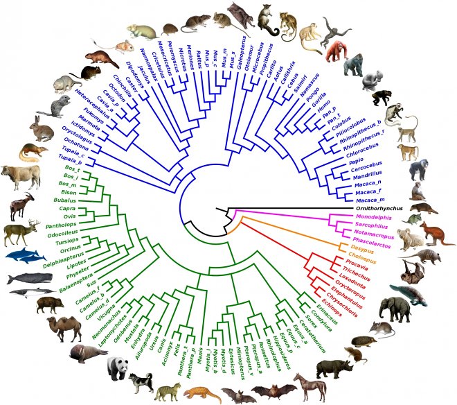 Ученые воссоздали геном и облик общего предка всех млекопитающих 