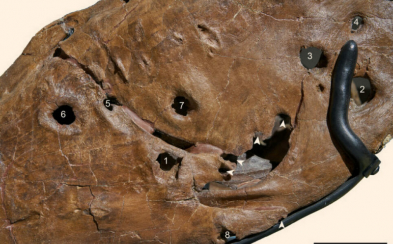 В челюстной кости тираннозавра Сью нашли отверстия неизвестного происхождения