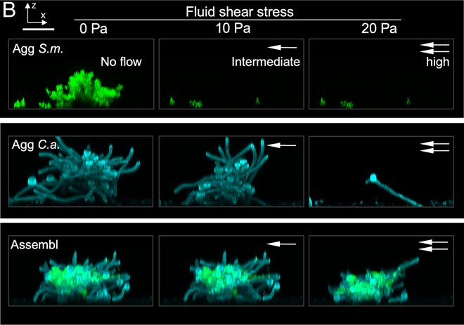 Вызывающий кариес суперорганизм научился перепрыгивать с зуба на зуб 