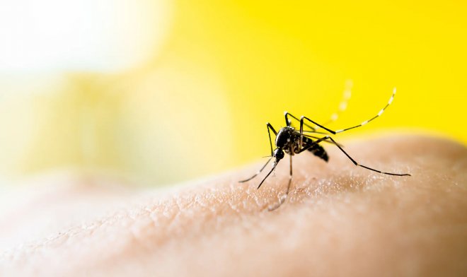 Жирные кислоты на коже делают людей &laquo;магнитами для комаров&raquo; 