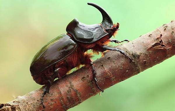 Жуки-носороги оказались на треть питательнее, чем говядина