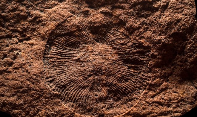 Древнейшая известная пища на Земле насчитывает полмиллиарда лет