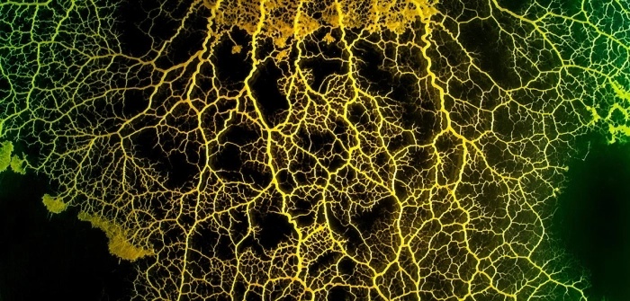 Эта странная умная ползучая слизь заставляет ученых по-новому взглянуть на понимание интеллекта