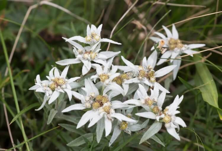 Фотографии самых редких растений в мире &mdash; вы их еще не видели