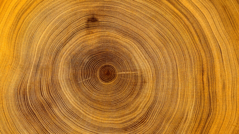 Кольца деревьев указали на серию радиационных бурь в прошлом Земли