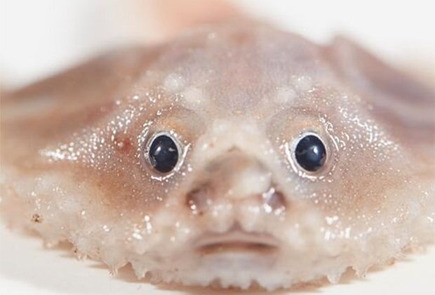 На гигантской подводной горе обнаружили неизвестные виды организмов