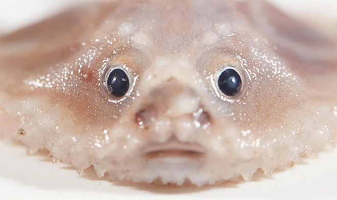 На стыке двух океанов ученые обнаружили невероятное количество неизвестных живых существ 