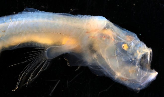 На стыке двух океанов ученые обнаружили невероятное количество неизвестных живых существ 