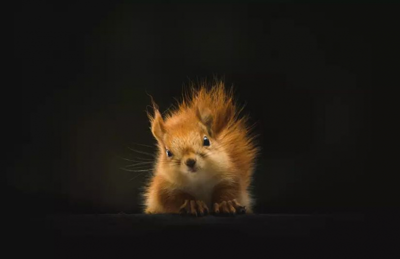 Почему видов животных так много: ученые нашли ответ