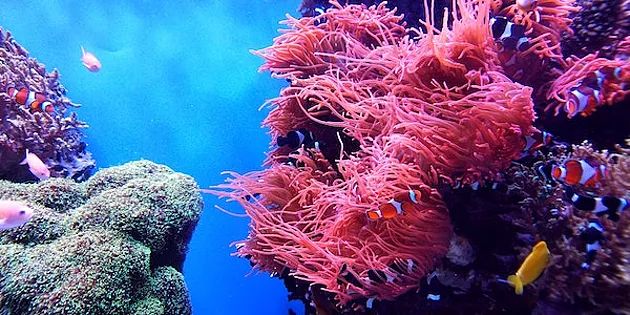 Ученые заподозрили, что корабли разносят смертельную для кораллов болезнь