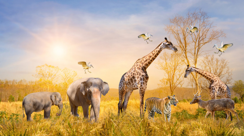 Учёные создали алгоритм для предсказания возможной гибели видов растений и животных