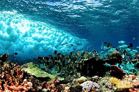 Вымирание в&nbsp;юрском периоде произошло из-за сокращения молибдена в&nbsp;океанах