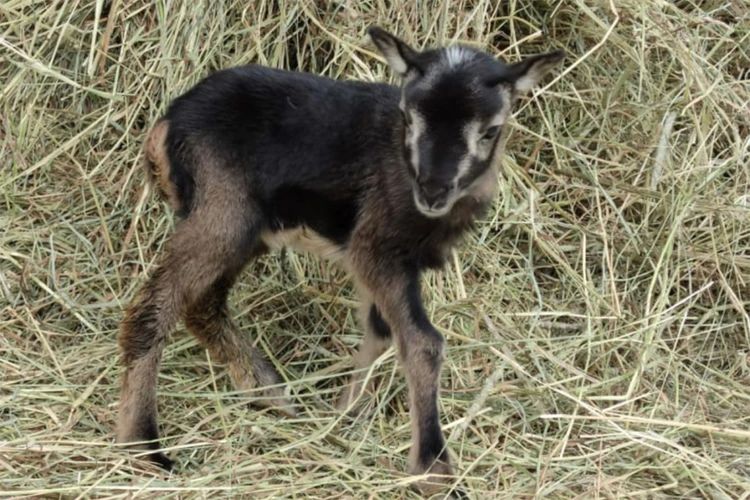 5 главных научных открытий 2022 года: защита от астероидов и загадки спящего мозга