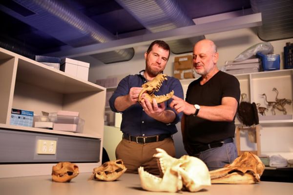 Биологи заподозрили, что млекопитающие зародились в Австралии