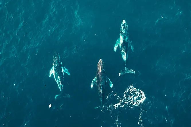 Киты помогают бороться с изменением климата