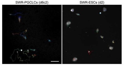 Клетки кожи северного белого носорога превратили в предшественники яйцеклеток