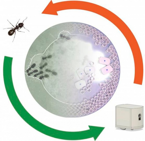 Микроботы научились находить путь из ловушки, просто копируя поведение живых муравьев 
