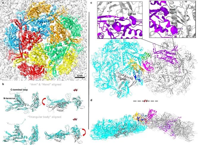 Новыми антибиотиками могут стать вирусы-бактериофаги