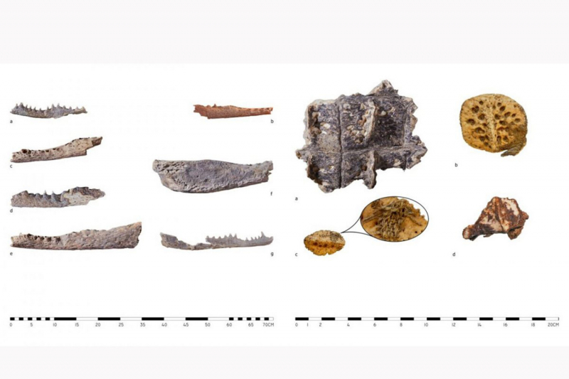 Польские археологи обнаружили девять странных крокодиловых голов в Фивах