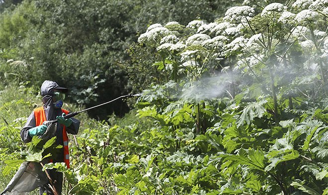 Российскими учеными найдена перспективная область применения борщевика Сосновского 