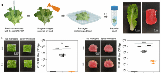 Спрей с вирусами безопасно очистит продукты от бактерий 