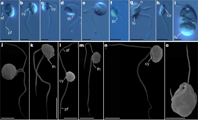 Ученые обнаружили на Земле новую загадочную форму жизни