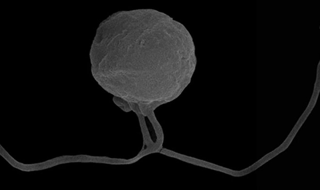 Ученые обнаружили на Земле новую загадочную форму жизни