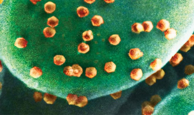 Ученые обнаружили первого в мире вирояда &ndash; живое существо, которое питается вирусами 