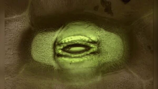 Ученые показали, как дышат растения