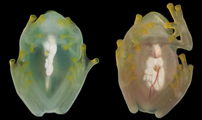 Ученые разгадали тайну прозрачности &laquo;стеклянных лягушек&raquo; 