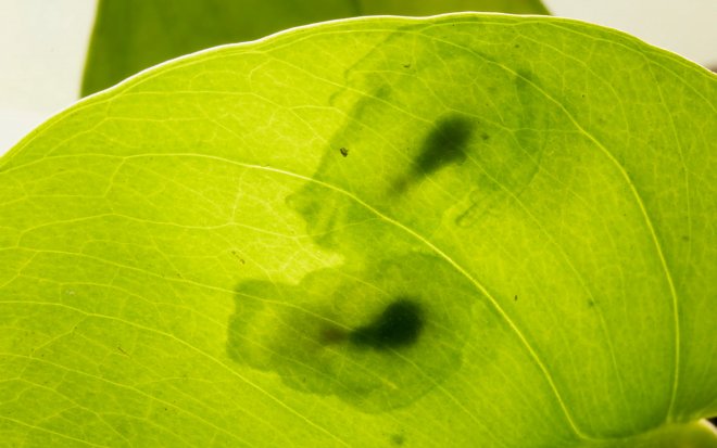 Ученые разгадали тайну прозрачности &laquo;стеклянных лягушек&raquo; 