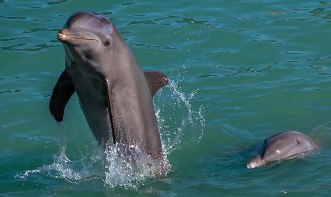 В мозгах выбросившихся на берег дельфинов находят признаки болезни Альцгеймера 