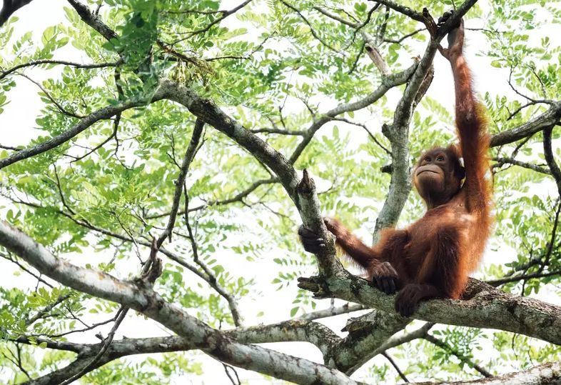 Возможно, согласные звуки появились в речи из-за древесного образа жизни наших предков