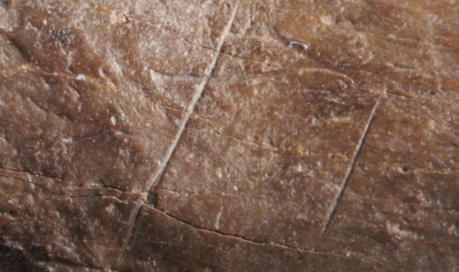 320 тысяч лет назад в моде были шкуры смертельно опасных пещерных медведей